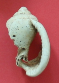 Phalium undulatum ?